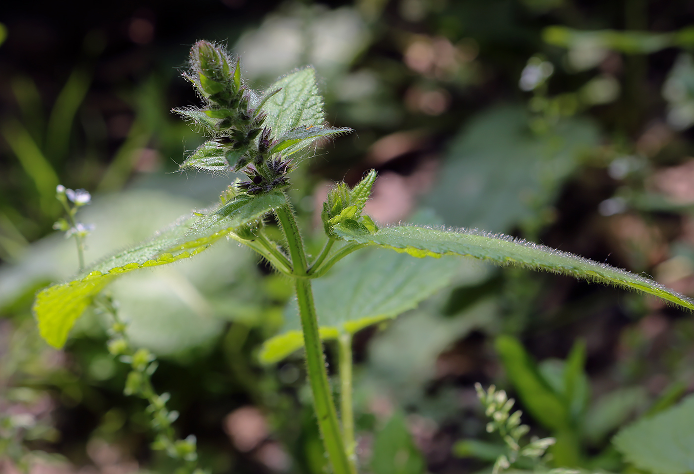 Image of Stachys sylvatica specimen.