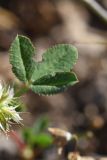 род Trifolium