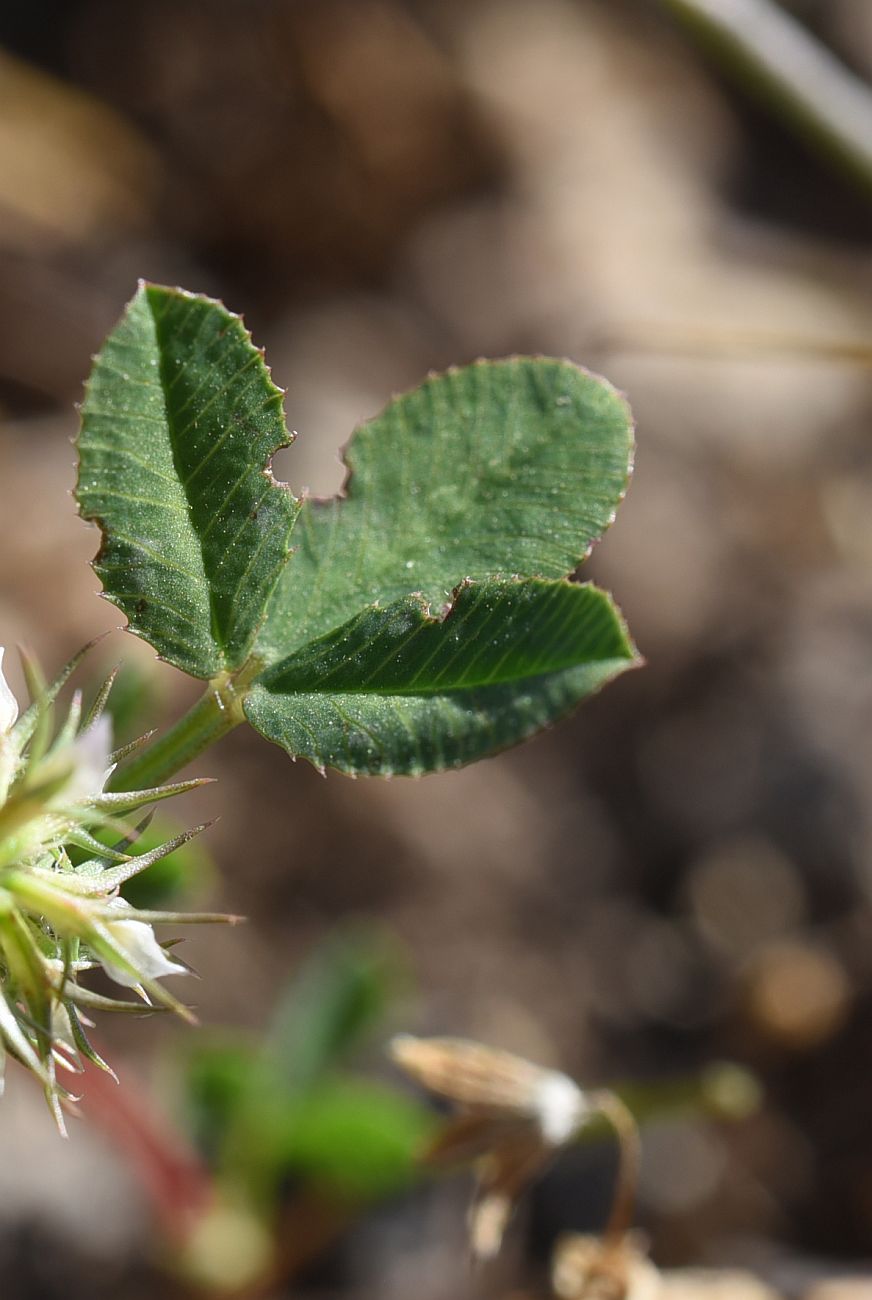 Изображение особи род Trifolium.