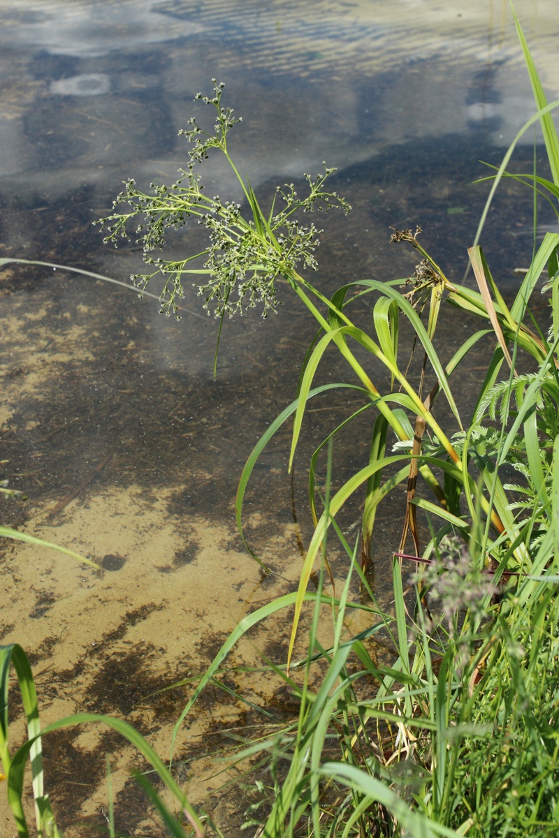 Изображение особи Scirpus sylvaticus.