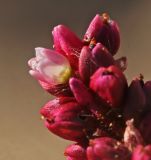 Persicaria viscosa. Цветки на верхушке соцветия. Приморский край, Октябрьский р-н, окр. с. Чернятино, дол. р. Раздольная на левом берегу, пойма, на галечниково-песчаных отложениях. 08.09.2025.