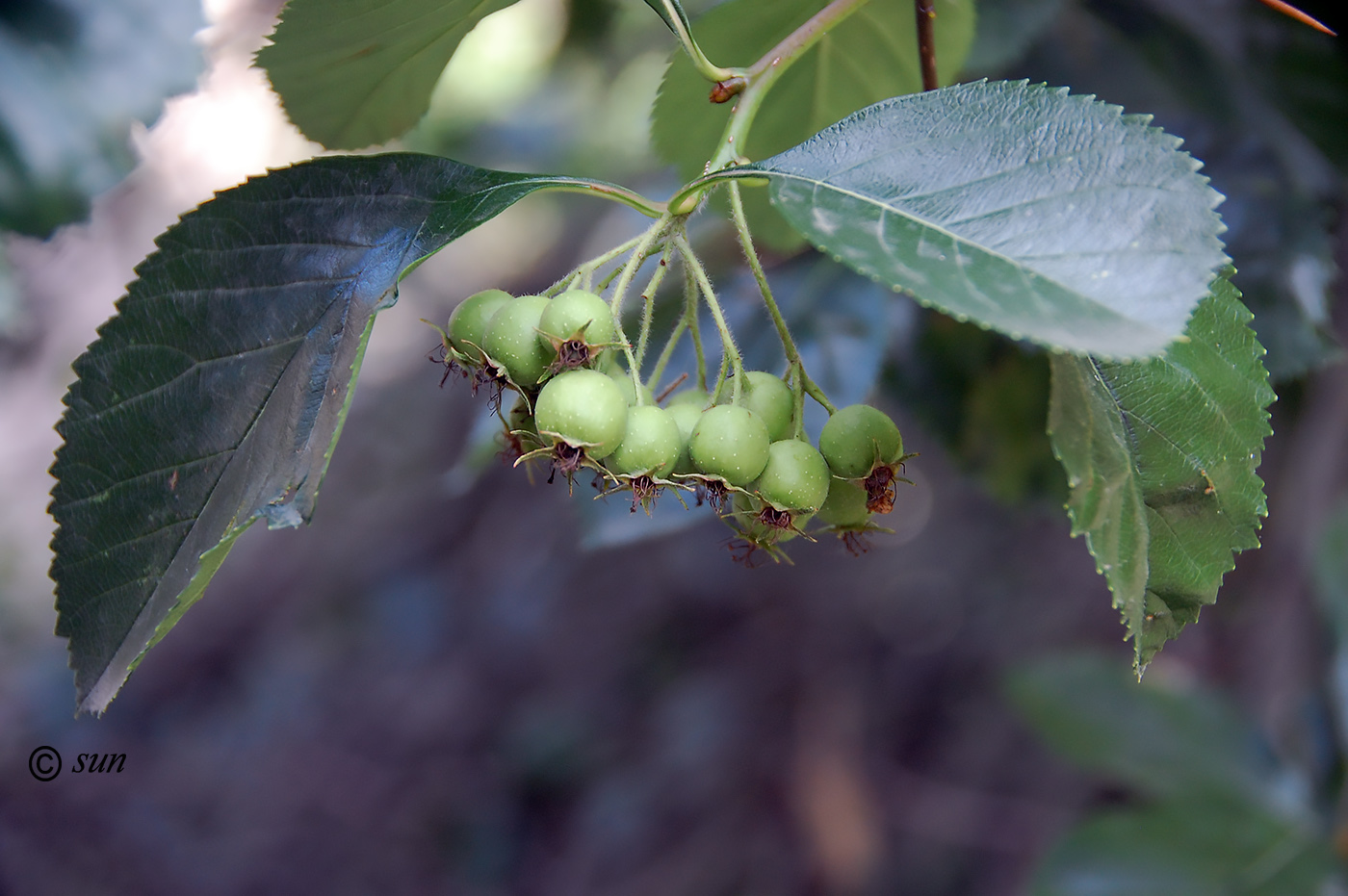 Image of Crataegus chrysocarpa var. rotundifolia specimen.