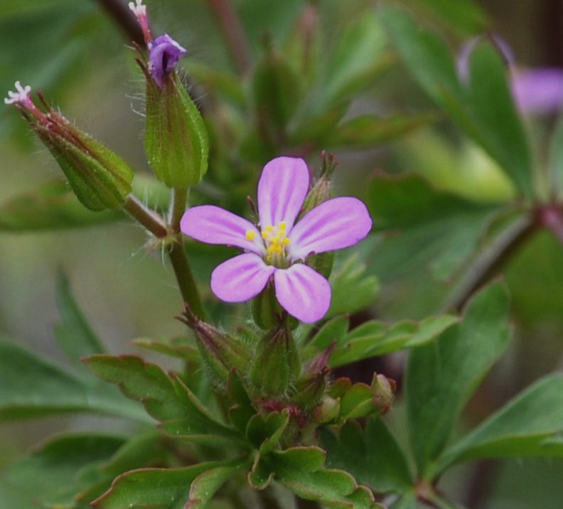 Image of Geranium purpureum specimen.