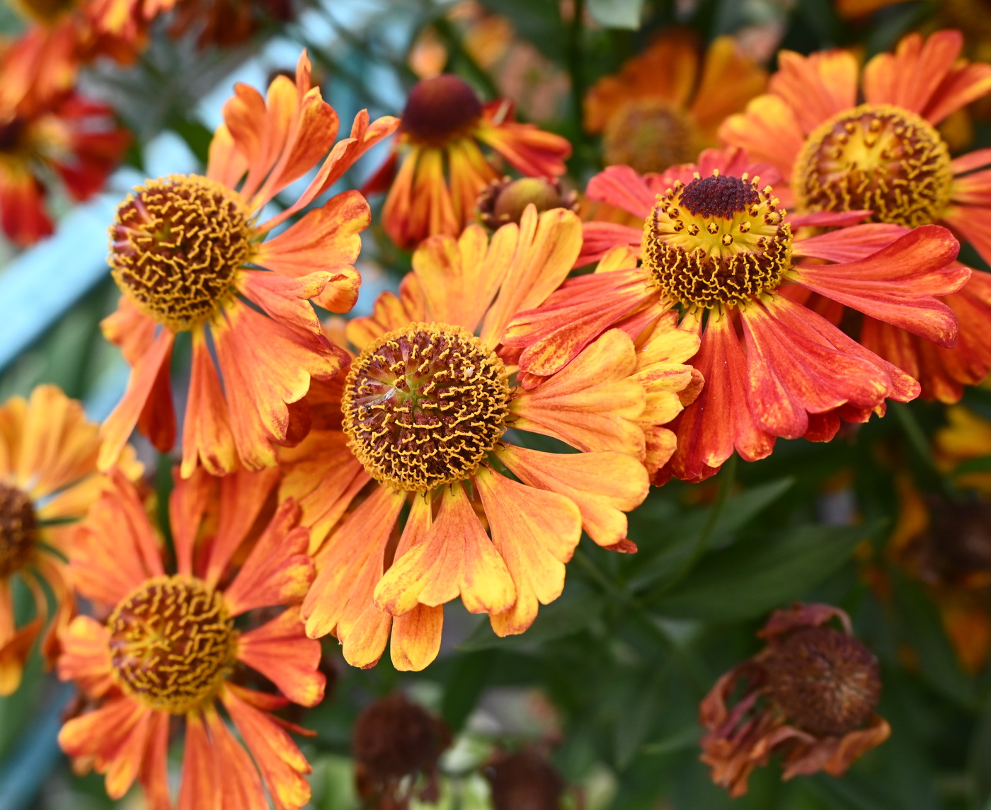 Image of familia Asteraceae specimen.
