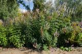 Veronicastrum virginicum. Цветущие и плодоносящие растения. Пермь, Ленинский р-н, городская эспланада. 1 сентября 2024 г.