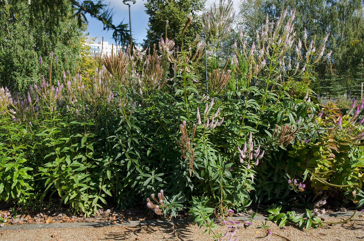Image of Veronicastrum virginicum specimen.