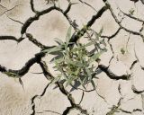 Persicaria lapathifolia