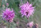 Centaurea scabiosa. Соцветия. ЛНР, окр. г. Старобельск, левый берег р. Айдар. 3 августа 2023 г.