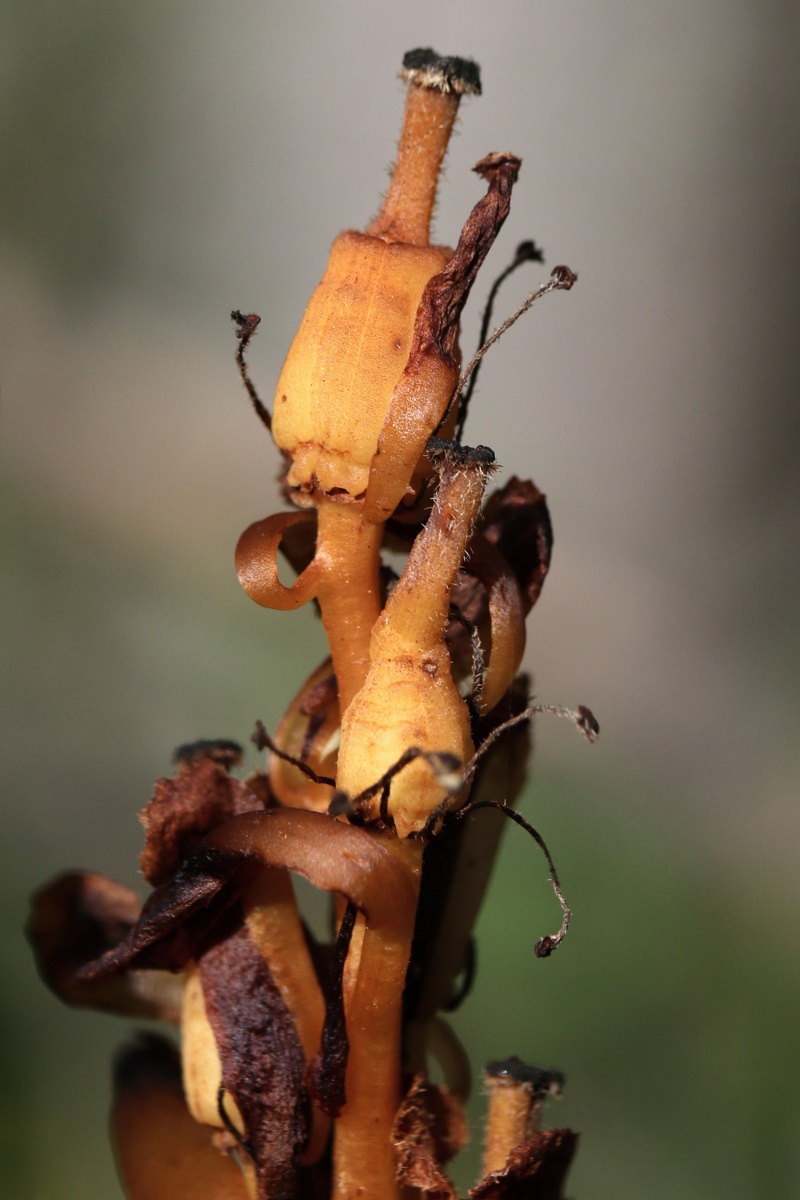 Image of Hypopitys monotropa specimen.