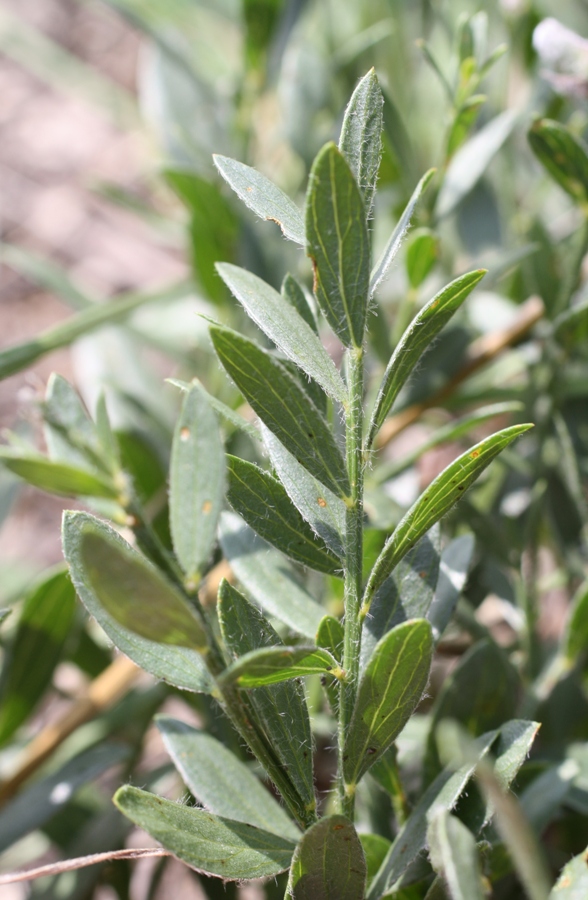 Image of Genista humifusa specimen.