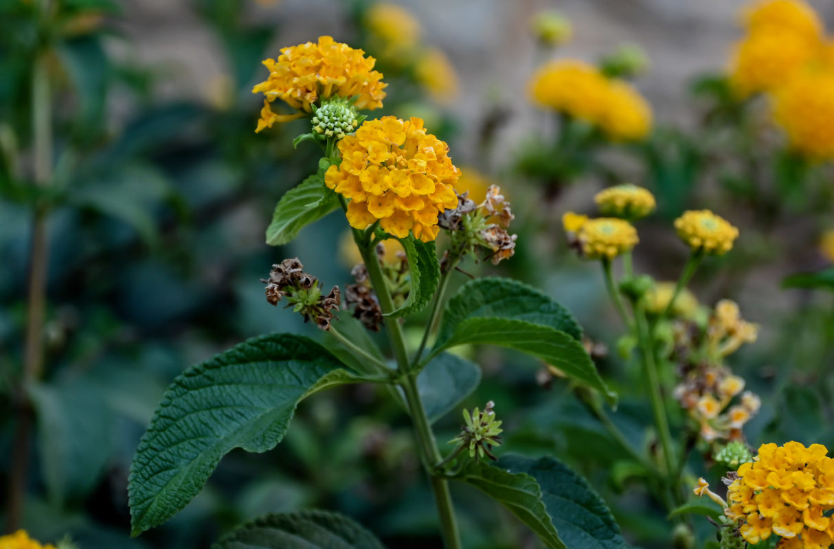 Image of Lantana &times; strigocamara specimen.