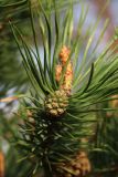 Pinus sylvestris. Верхушка побега с незрелой шишкой в закатном освещении. Ленинградская обл., Ломоносовский р-н, окр. дер. Шепелёво, Батарейная бухта, песчаный береговой вал. 27.05.2025.
