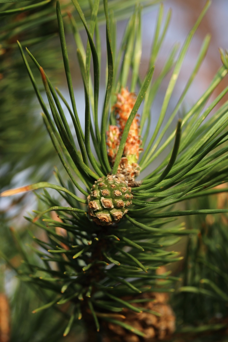 Image of Pinus sylvestris specimen.