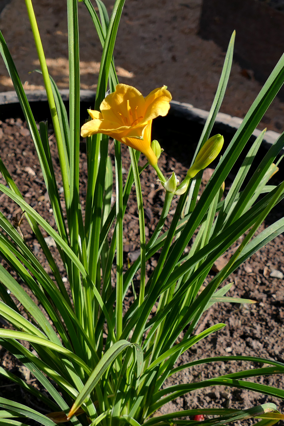 Изображение особи Hemerocallis lilio-asphodelus.