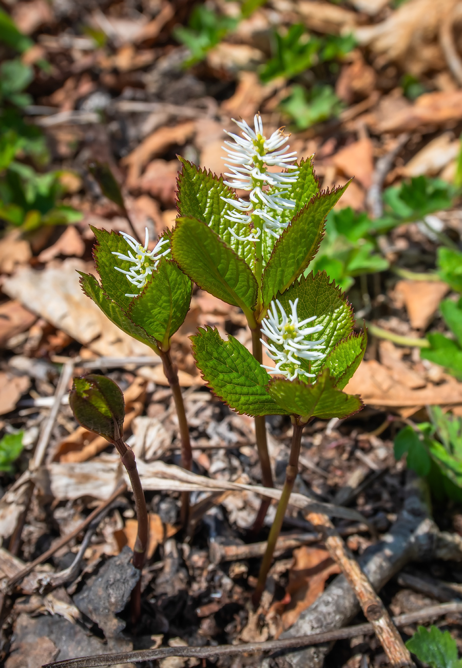 Изображение особи Chloranthus quadrifolius.