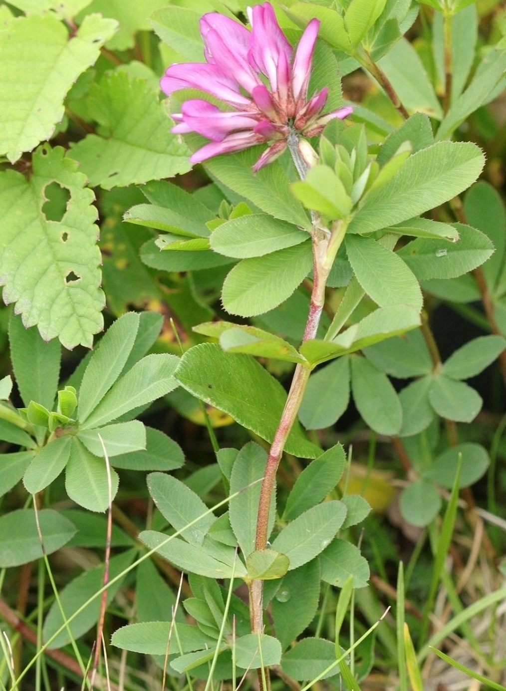 Изображение особи Trifolium pacificum.
