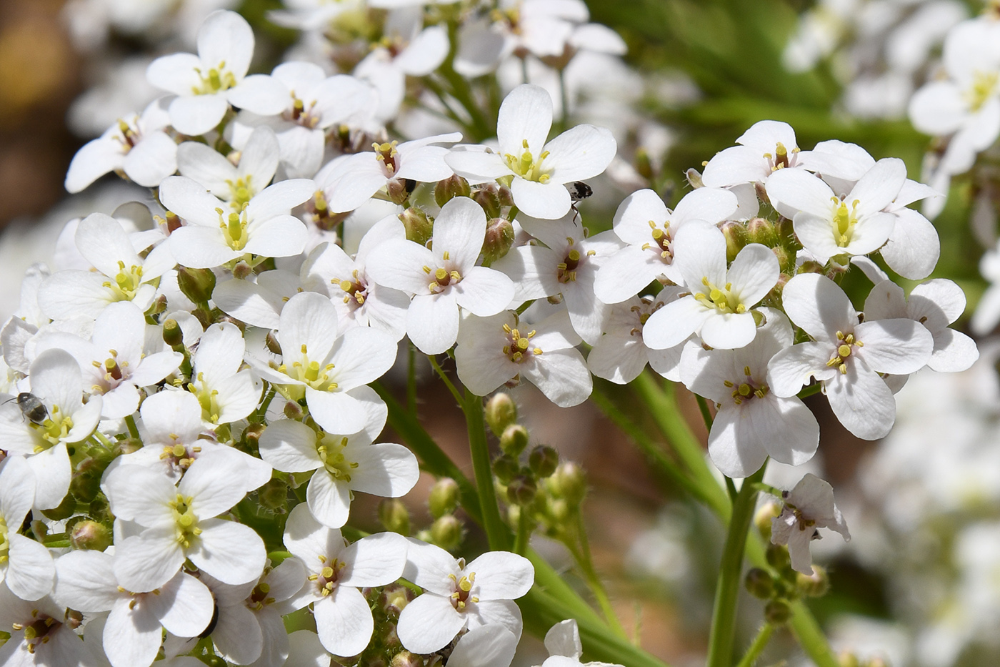Image of Crambe kotschyana specimen.