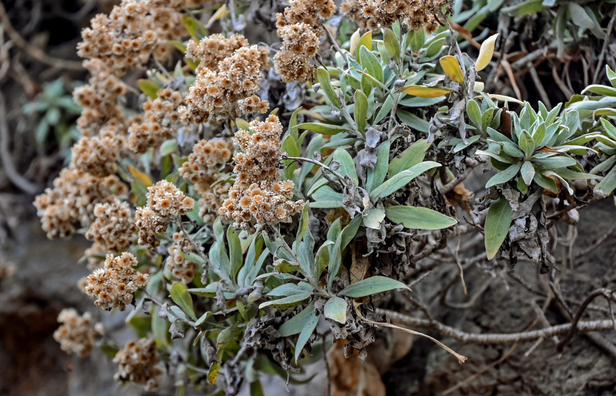 Image of Helichrysum melaleucum specimen.