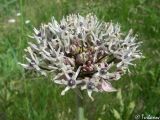 Allium cyrilli. Соцветие. Крым, Байдарская долина, окр. с. Тыловое. 20.05.2010.