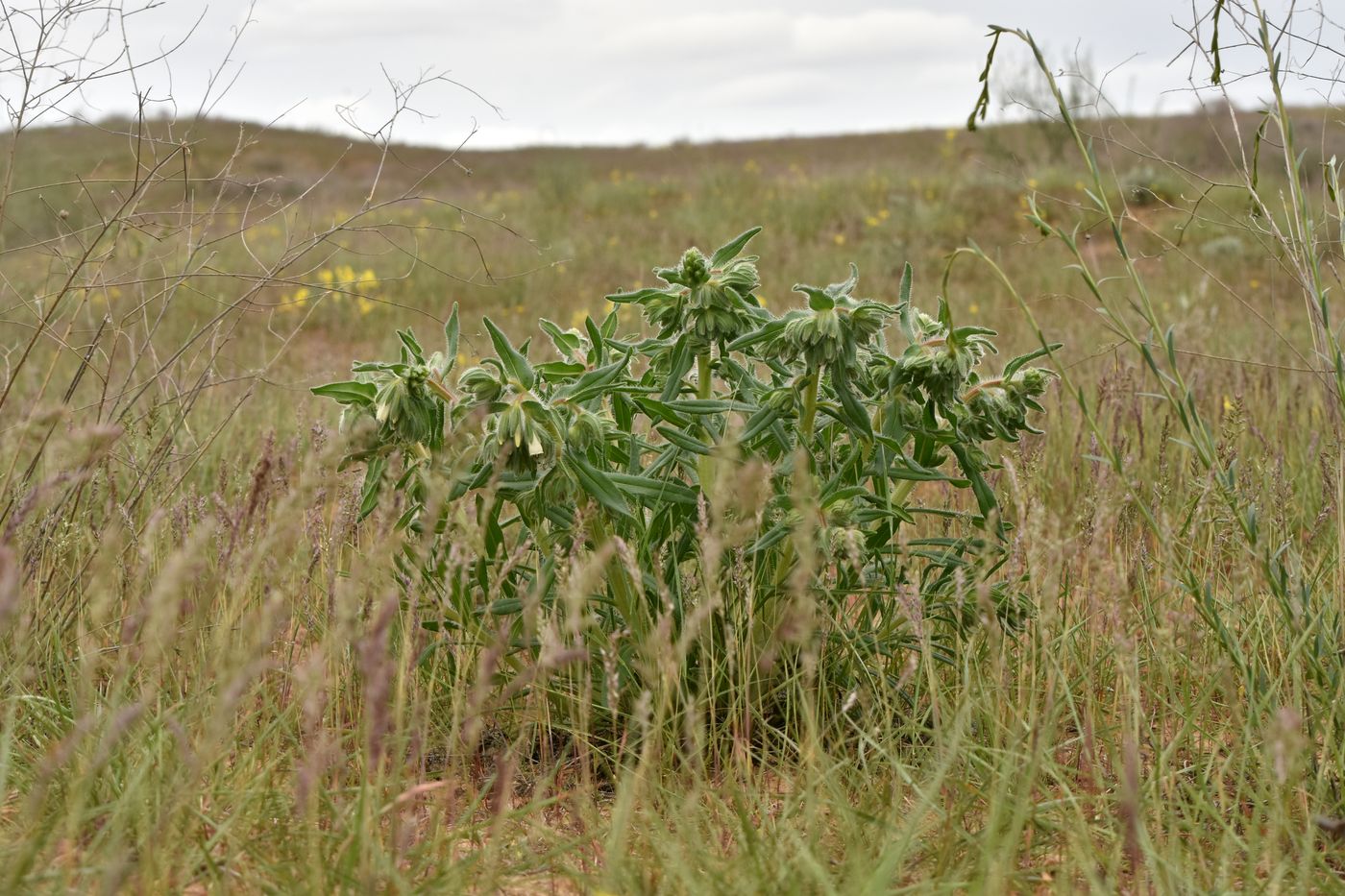 Image of Onosma setosa specimen.