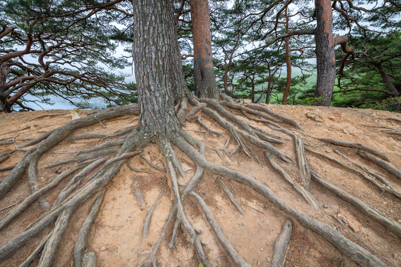 Image of Pinus densiflora specimen.