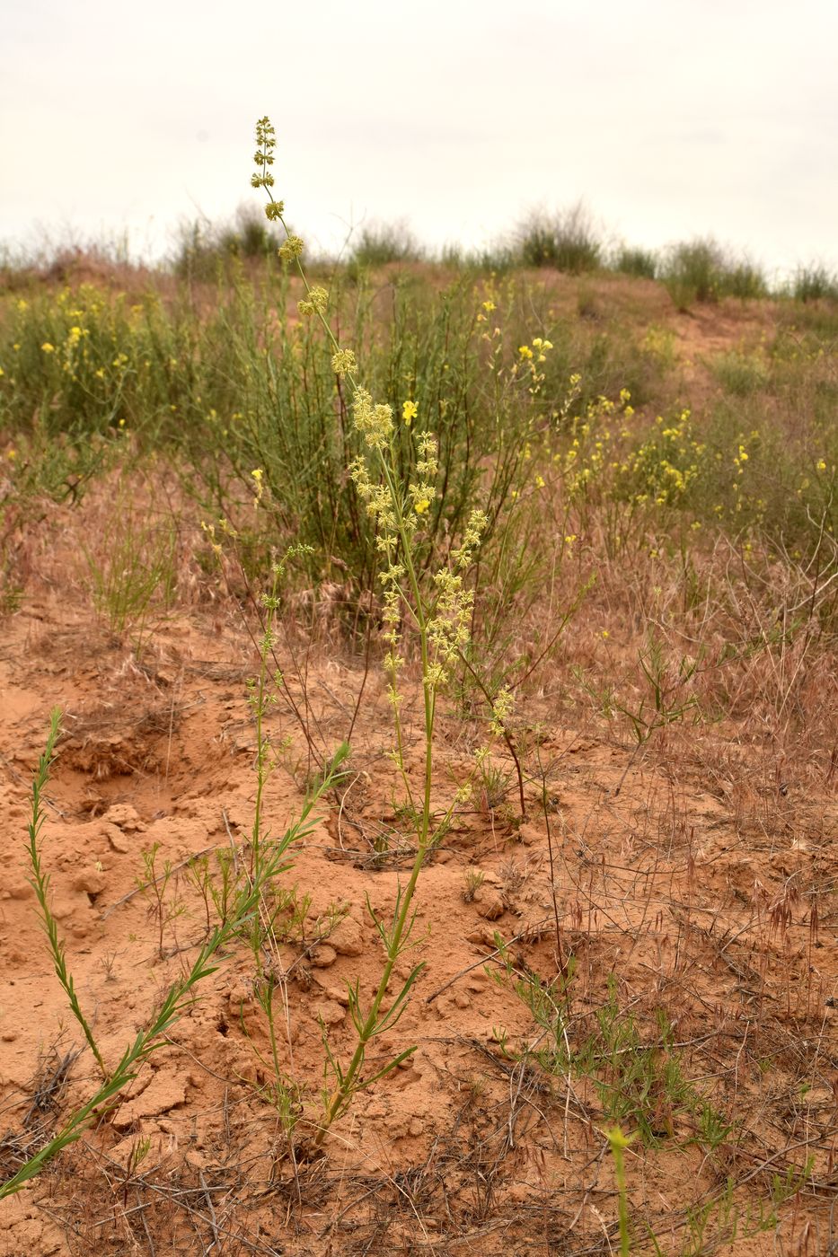 Image of Silene media specimen.