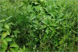 Stellaria graminea. Цветущие растения в сообществе Parthenocissus, Hylotelephium, Veronica, Equisetum arvense и злаков. Московская обл., Раменский р-н, окр. дер. Хрипань, садовый участок. 22.06.2026.