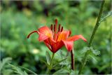 Lilium pensylvanicum. Цветок. Московская обл., Раменский р-н, окр. дер. Хрипань, садовый участок. 19.06.2026.