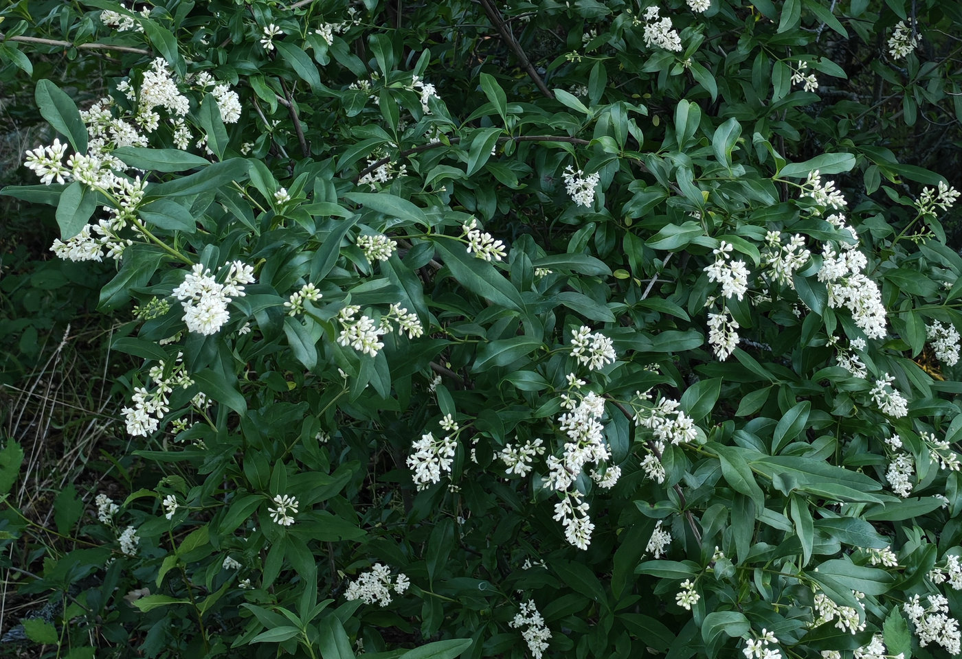 Изображение особи Ligustrum vulgare.