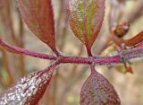 Sambucus sibirica