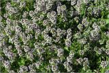 Thymus ovatus