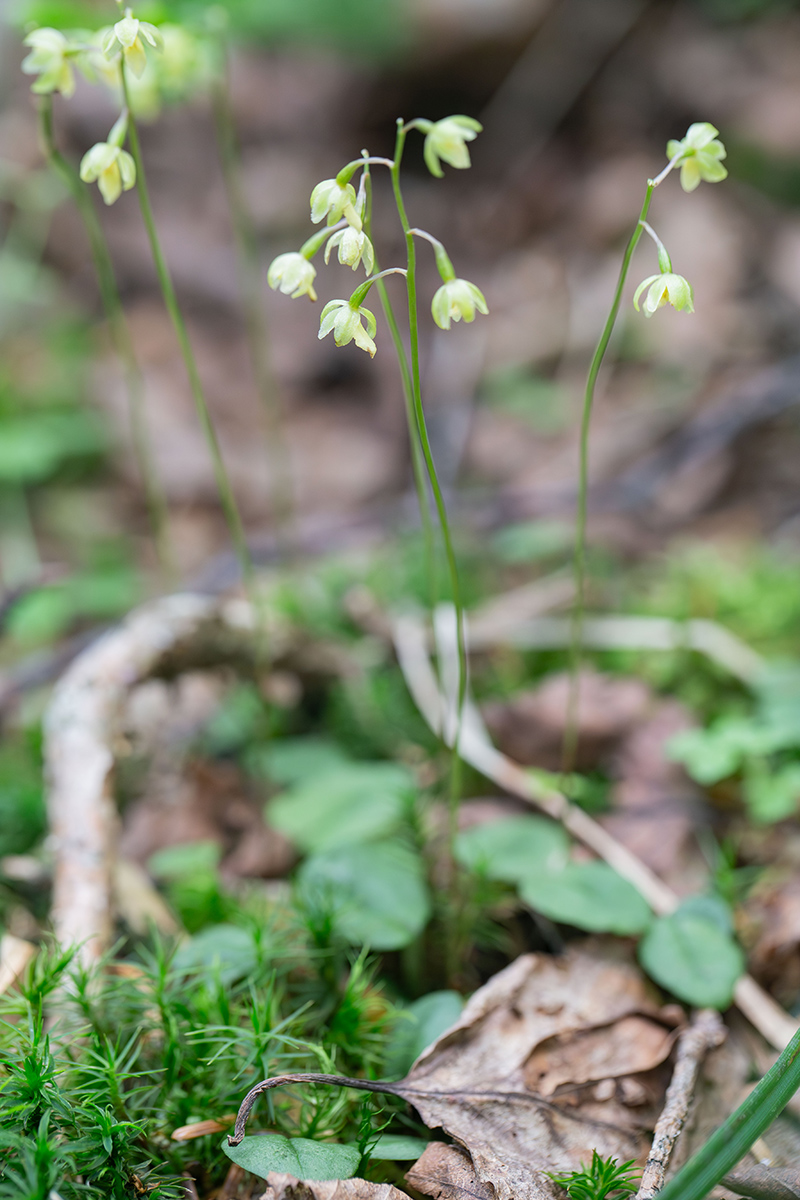 Image of Ephippianthus schmidtii specimen.