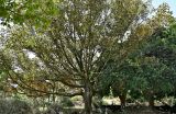 Ficus rubiginosa. Взрослое дерево. Португалия, г. Лиссабон, в культуре. 10.08.2025.