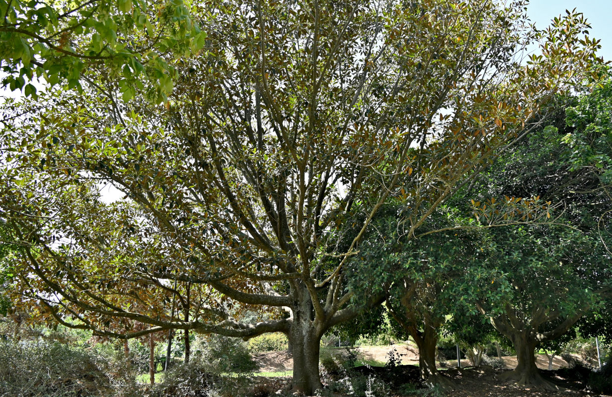 Изображение особи Ficus rubiginosa.