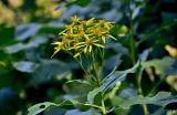 Senecio sarracenicus. Верхушка побега с соцветиями. Московская обл., Талдомский гор. округ, окр. пос. Вербилки, берег р. Дубна, заросли кустарников у воды. 23.08.2026.