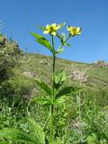 Geum aleppicum. Верхушка цветущего растения. Казахстан, сев. макросклон Джунгарского Алатау, обращённый к Алакольской котловине, ущ. Коль-Асу, донная часть. 7 мая 2026 г.