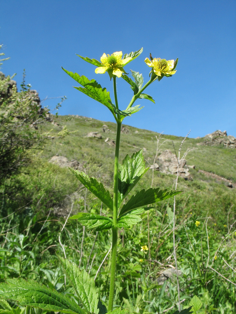 Image of Geum aleppicum specimen.