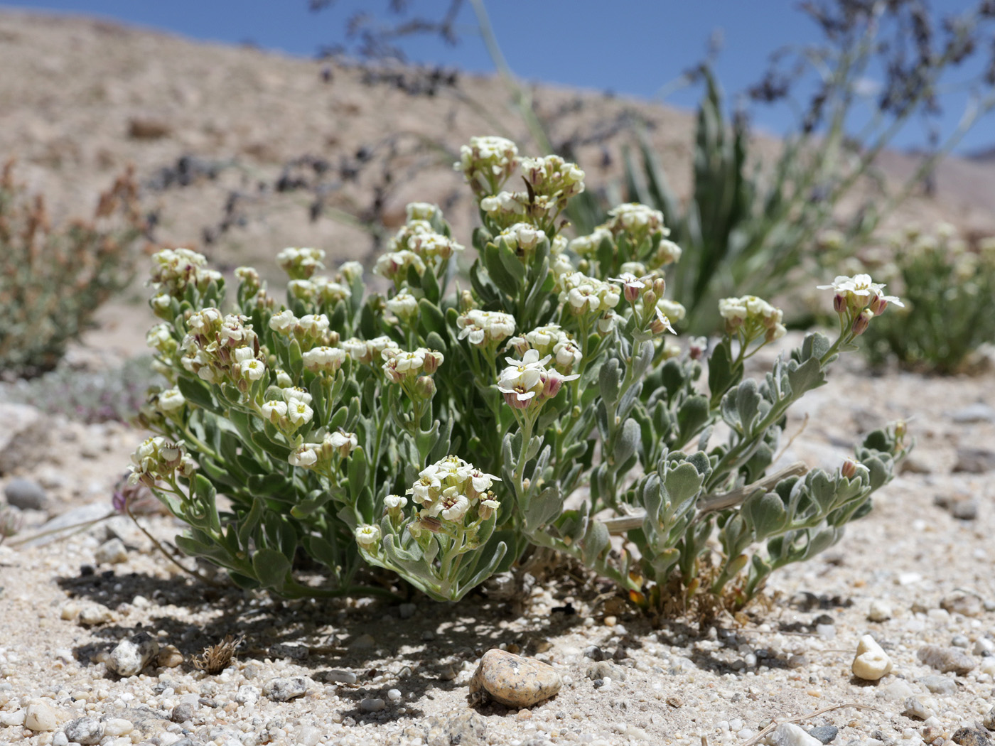 Изображение особи Christolea crassifolia.