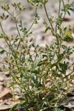 Turgenia latifolia. Прикорневая и средняя части плодоносящего растения. Таджикистан, Горно-Бадахшанская автономная обл., Нурободский р-н, хр. Петра Первого, кишл. Ёфуч, выс. ≈ 1400 м н.у.м., щебнистая осыпь. 29 июня 2025 г.
