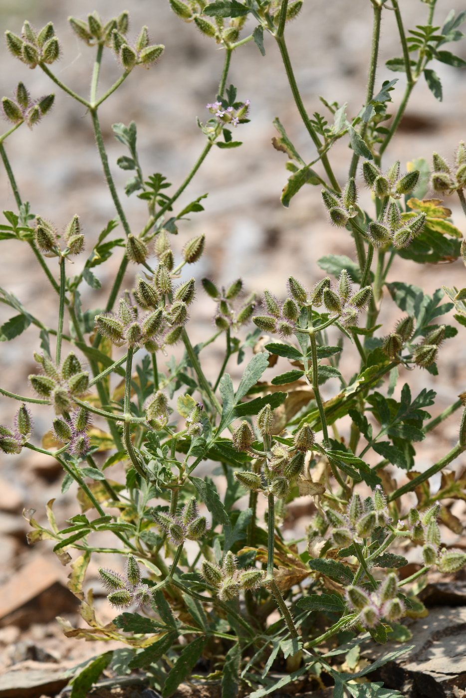 Image of Turgenia latifolia specimen.