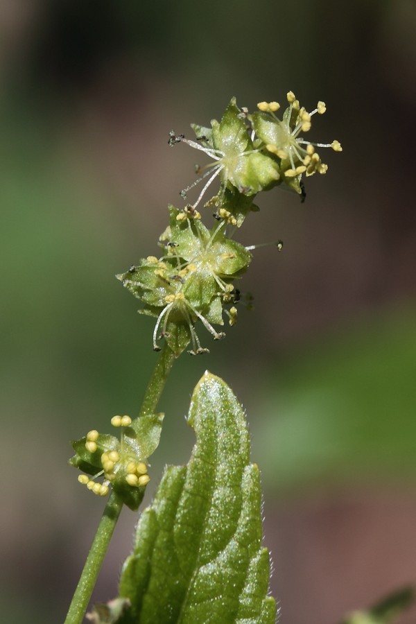 Изображение особи Mercurialis perennis.