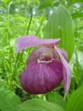 Cypripedium macranthos