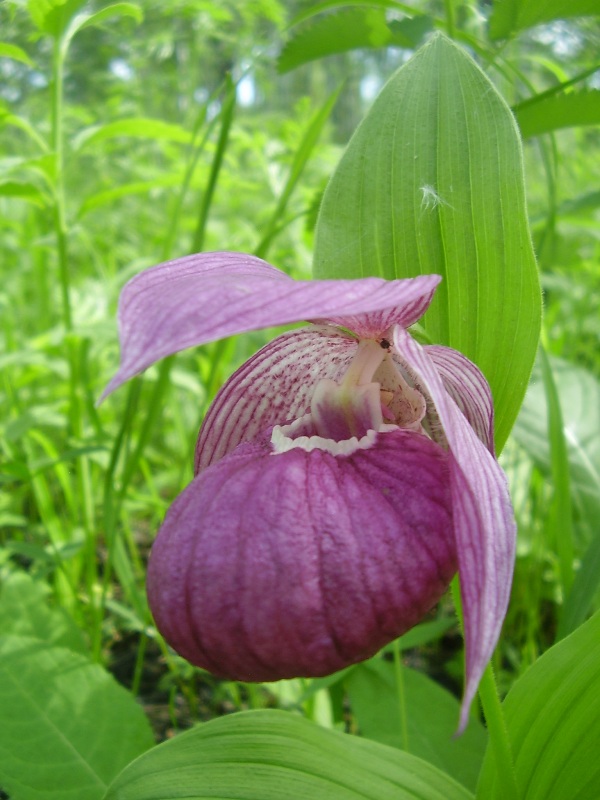 Image of Cypripedium macranthos specimen.