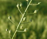 Camelina sylvestris