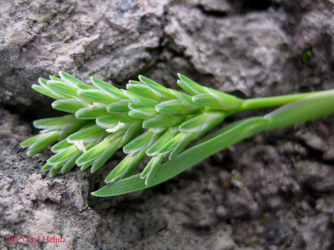 Изображение особи Sclerochloa dura.