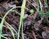 Allium paradoxum. Побеги с созревающими луковичками. Москва, ГБС РАН. 09.06.2011.