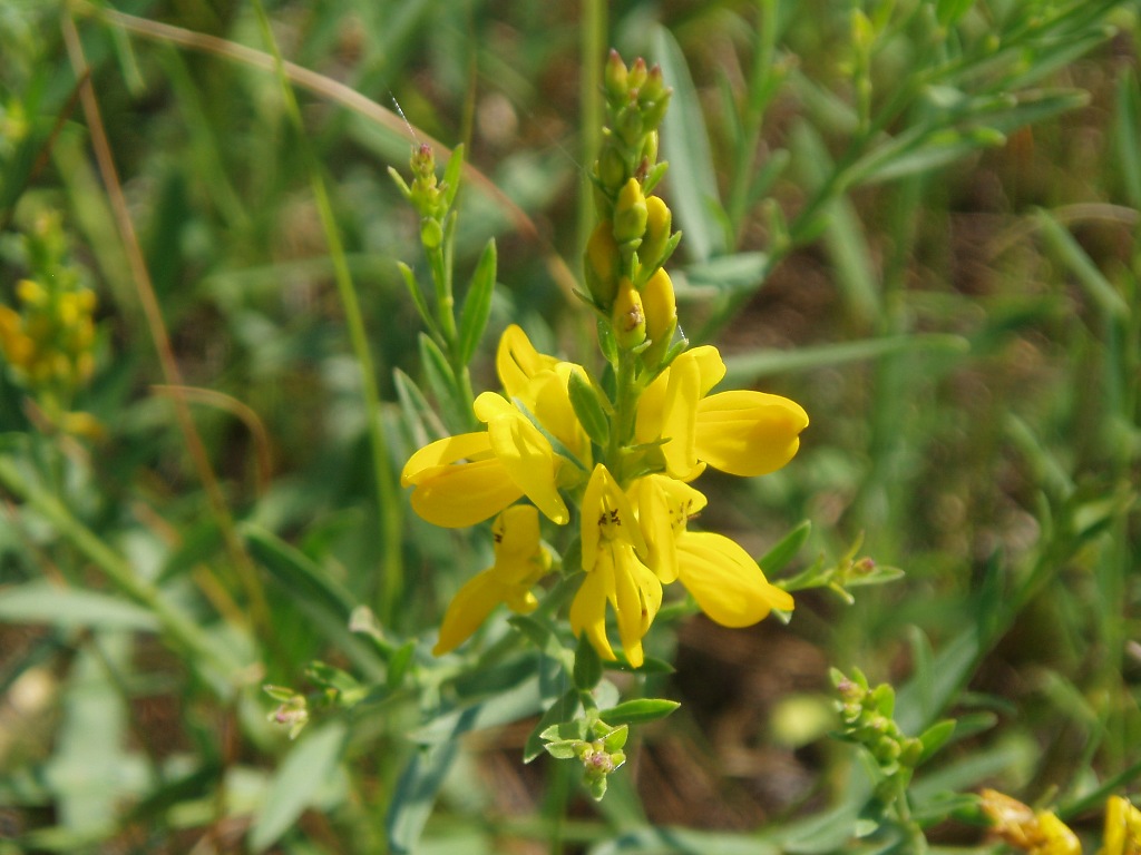 Image of Genista sibirica specimen.
