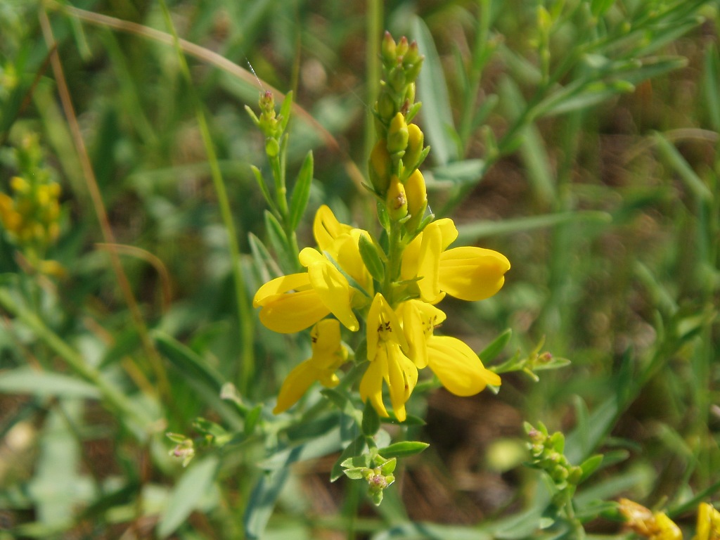 Изображение особи Genista sibirica.