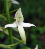 Platanthera bifolia. Цветок (вид сбоку). Украина, Ивано-Франковская обл., Надворнянский р-н, Природный заповедник \"Горганы\", поляна в лиственном лесу. 16 июня 2011 г.