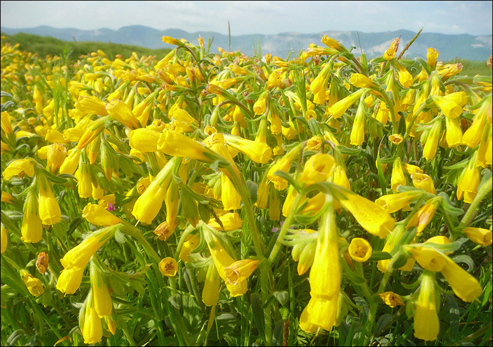 Изображение особи Onosma taurica.